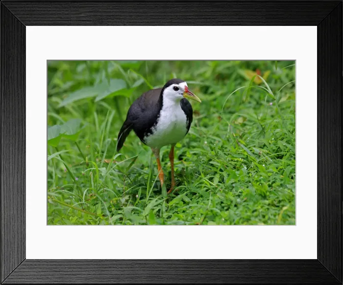 Framed Print : Picture No. 12018950 Framed Print : Picture No. 12018950