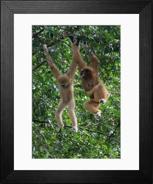 Framed Print : Picture No. 12018952 Framed Print : Picture No. 12018952