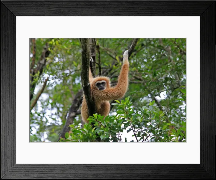 Framed Print : Picture No. 12018954 Framed Print : Picture No. 12018954