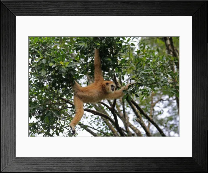 Framed Print : Picture No. 12018955 Framed Print : Picture No. 12018955