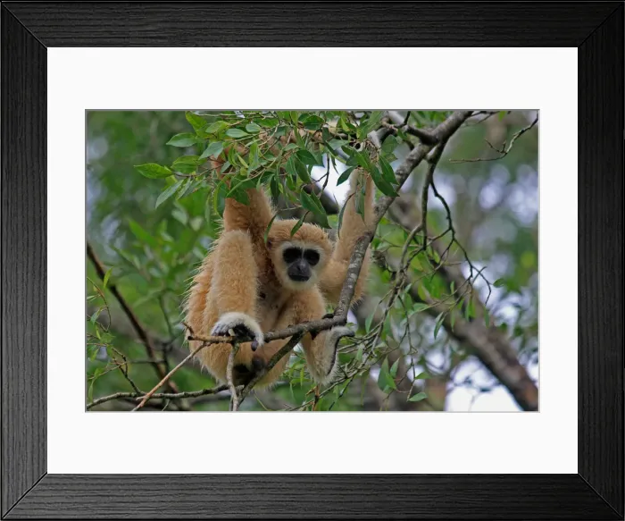 Framed Print : Picture No. 12018956 Framed Print : Picture No. 12018956