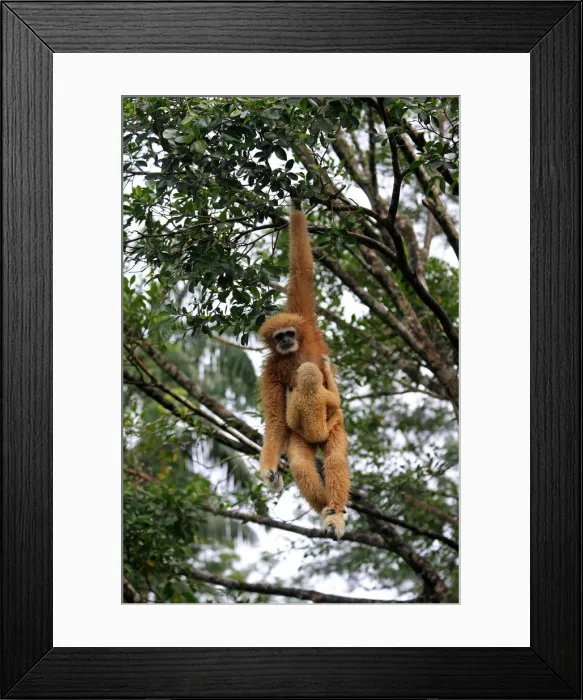 Framed Print : Picture No. 12018957 Framed Print : Picture No. 12018957