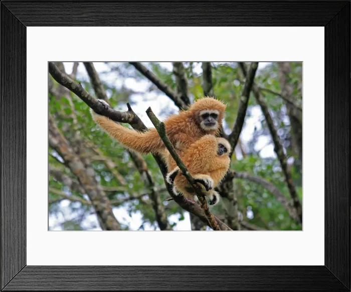 Framed Print : Picture No. 12018958 Framed Print : Picture No. 12018958