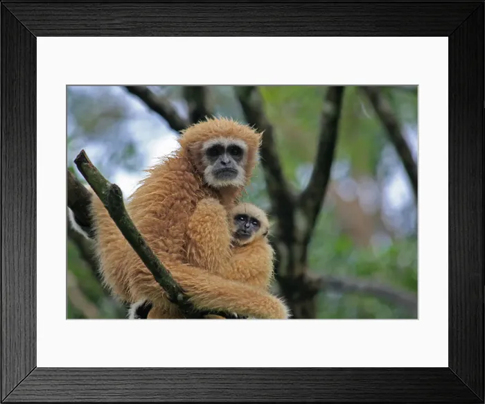Framed Print : Picture No. 12018959 Framed Print : Picture No. 12018959