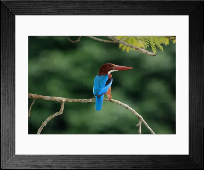 Framed Print : Picture No. 12018960 Framed Print : Picture No. 12018960