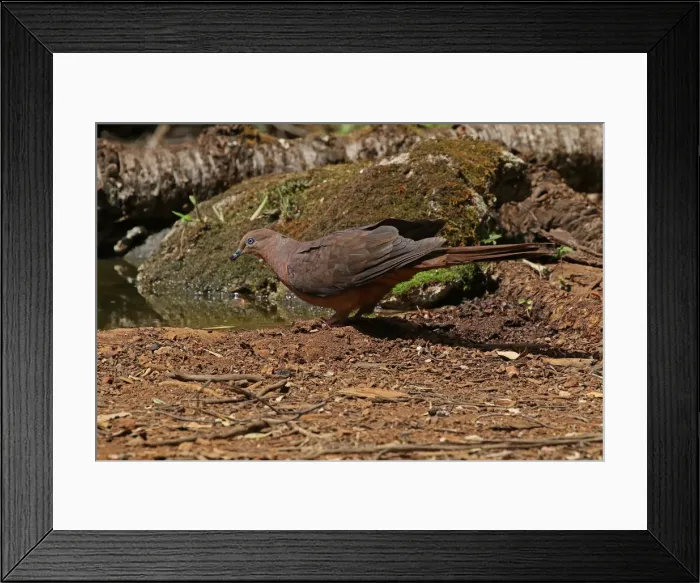 Framed Print : Picture No. 12019931 Framed Print : Picture No. 12019931