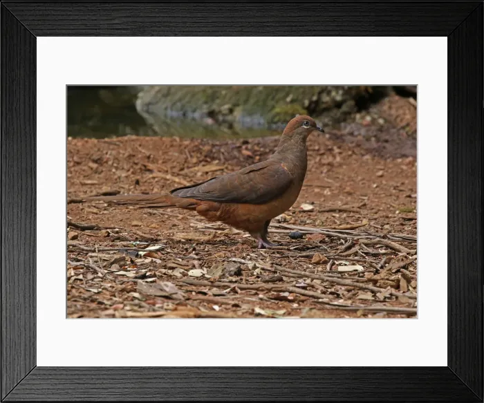 Framed Print : Picture No. 12019932 Framed Print : Picture No. 12019932