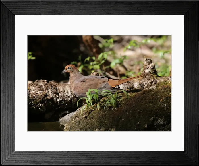 Framed Print : Picture No. 12019934 Framed Print : Picture No. 12019934