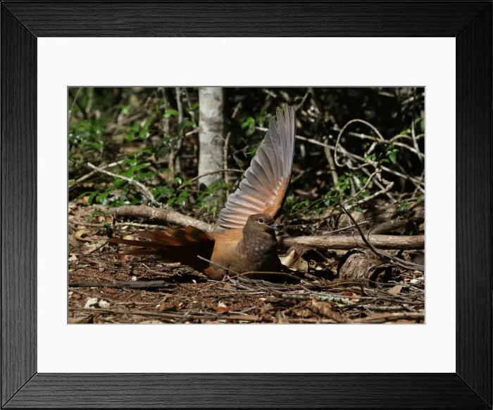Framed Print : Picture No. 12019933 Framed Print : Picture No. 12019933