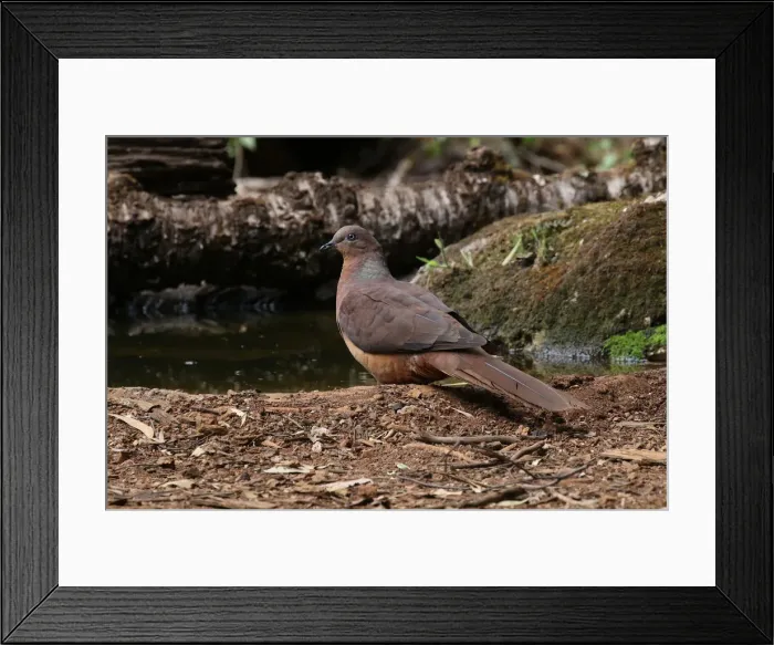 Framed Print : Picture No. 12019935 Framed Print : Picture No. 12019935
