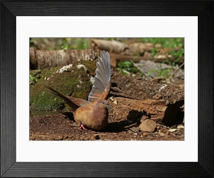 Framed Print : Picture No. 12019936 Framed Print : Picture No. 12019936