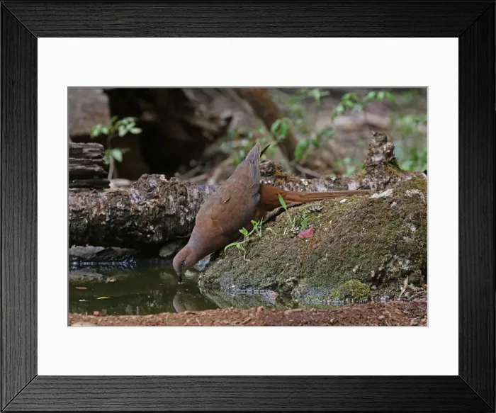 Framed Print : Picture No. 12019937