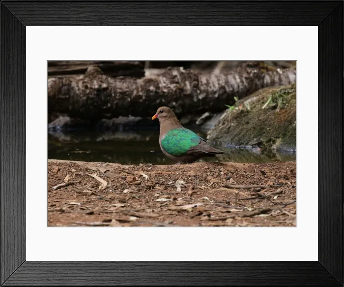 Framed Print : Picture No. 12019939 Framed Print : Picture No. 12019939
