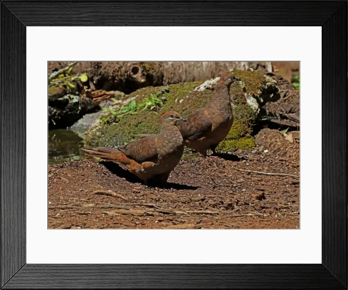 Framed Print : Picture No. 12019938 Framed Print : Picture No. 12019938