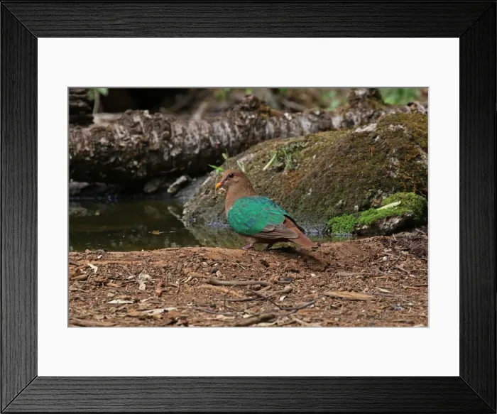 Framed Print : Picture No. 12019940 Framed Print : Picture No. 12019940