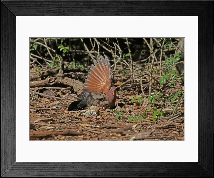Framed Print : Picture No. 12019941 Framed Print : Picture No. 12019941