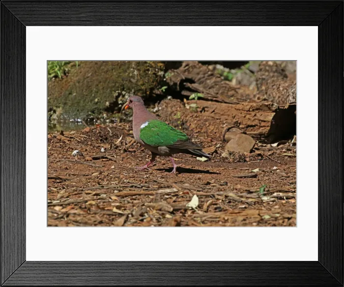 Framed Print : Picture No. 12019942 Framed Print : Picture No. 12019942