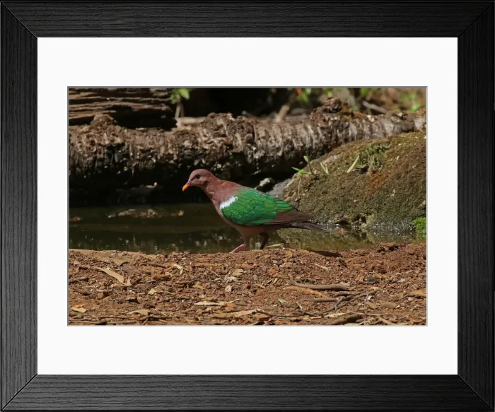 Framed Print : Picture No. 12019943 Framed Print : Picture No. 12019943