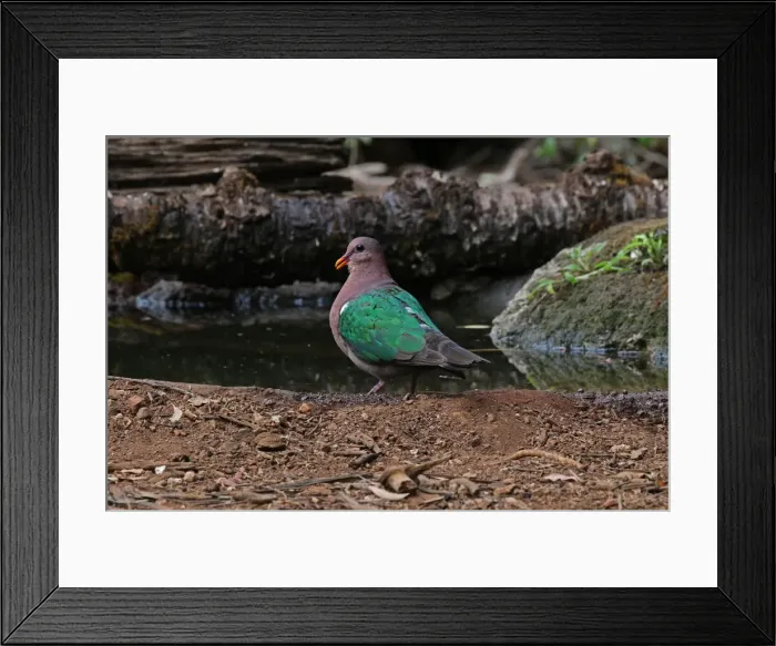Framed Print : Picture No. 12019944 Framed Print : Picture No. 12019944