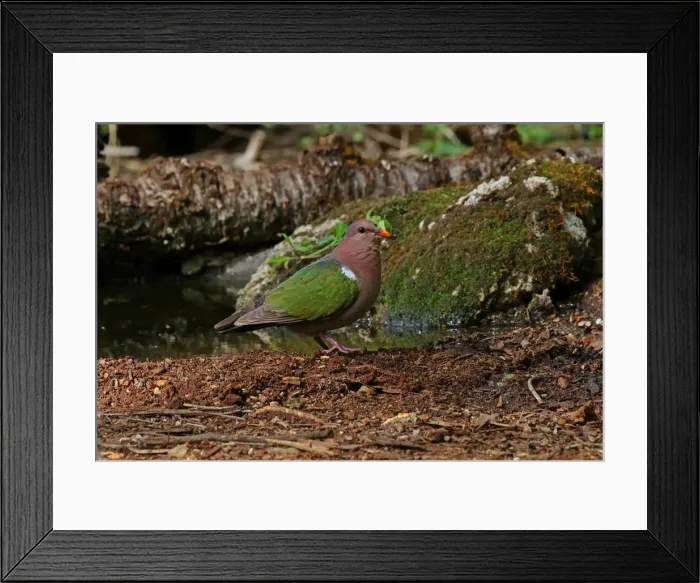Framed Print : Picture No. 12019945 Framed Print : Picture No. 12019945