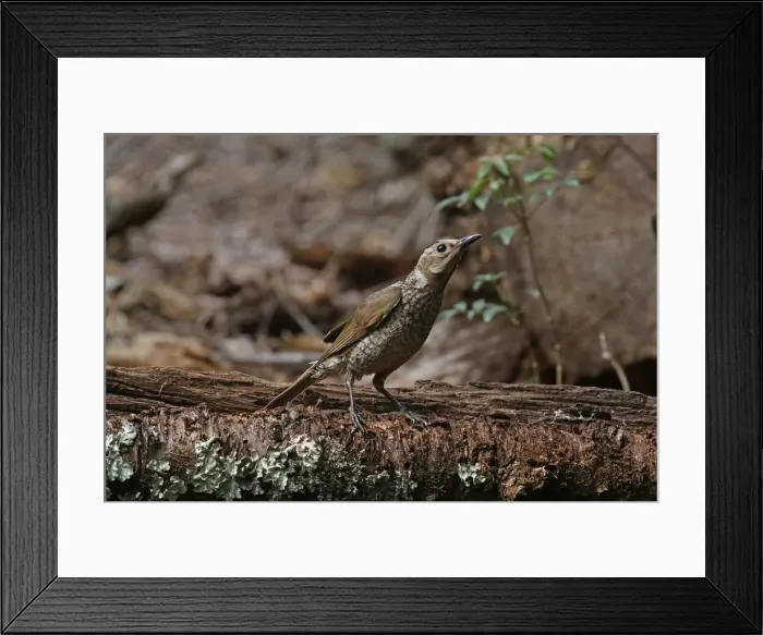 Framed Print : Picture No. 12019946 Framed Print : Picture No. 12019946