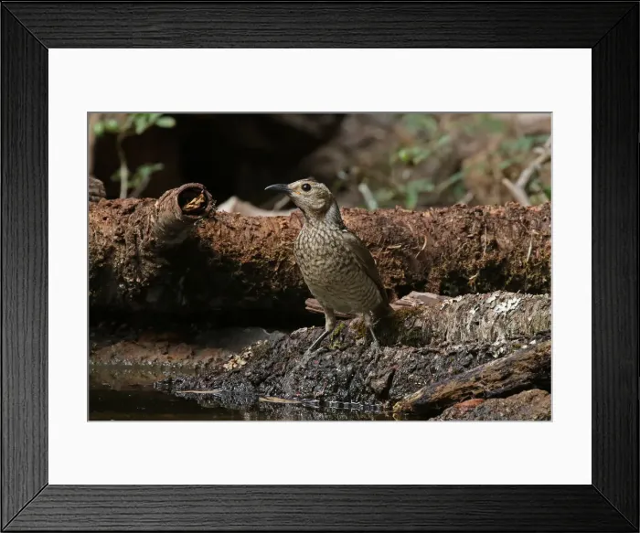 Framed Print : Picture No. 12019948 Framed Print : Picture No. 12019948