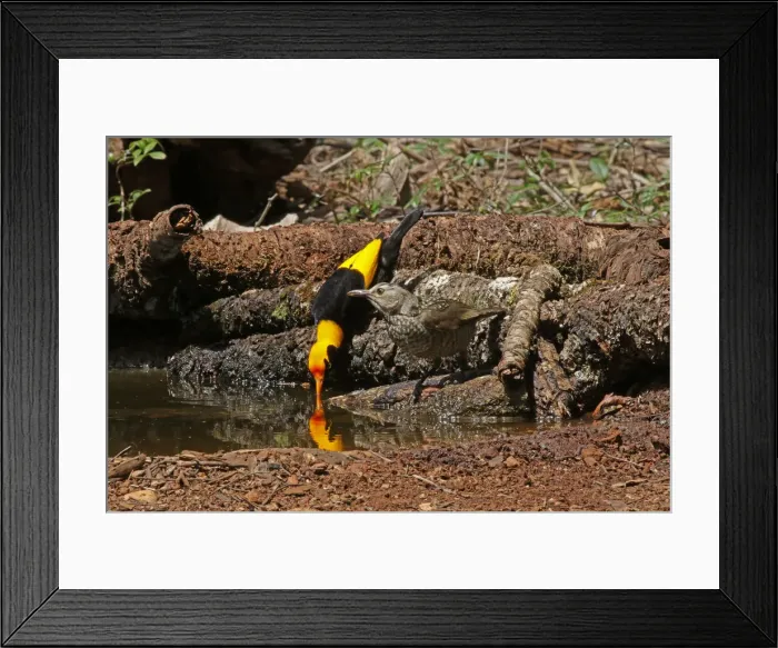 Framed Print : Picture No. 12019947 Framed Print : Picture No. 12019947