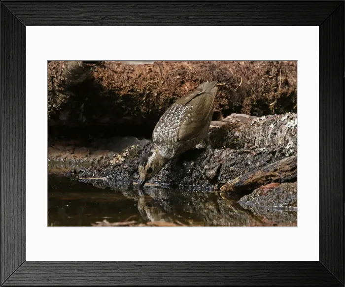 Framed Print : Picture No. 12019949 Framed Print : Picture No. 12019949