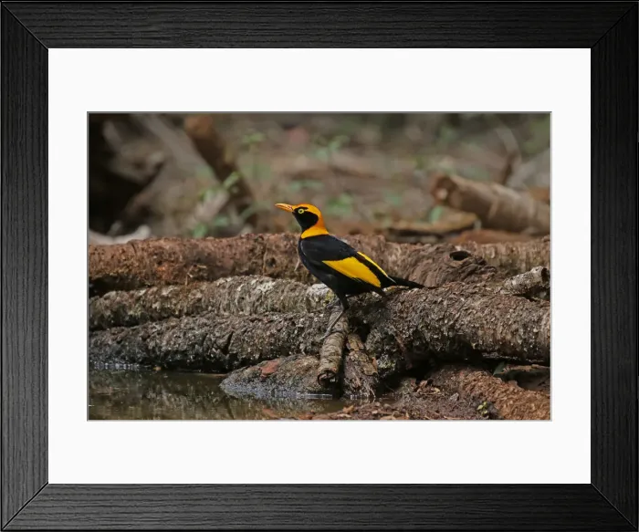 Framed Print : Picture No. 12019951 Framed Print : Picture No. 12019951