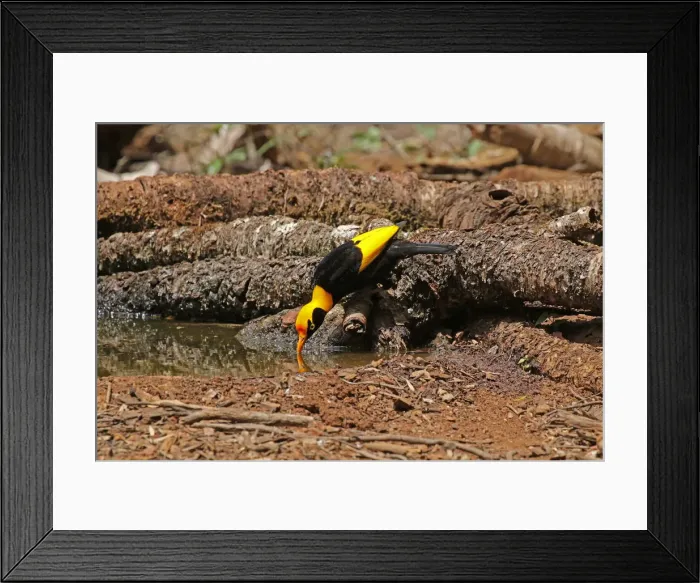 Framed Print : Picture No. 12019950 Framed Print : Picture No. 12019950
