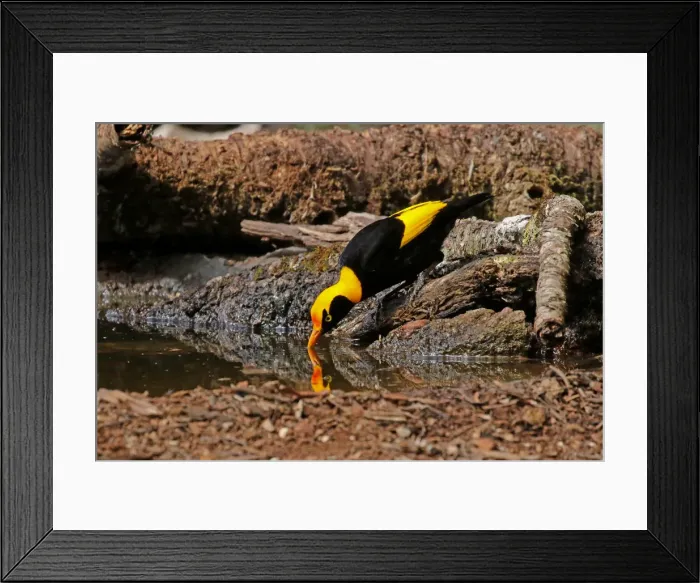Framed Print : Picture No. 12019952