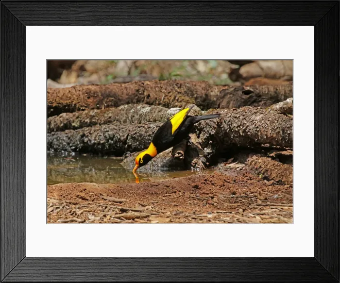 Framed Print : Picture No. 12019953 Framed Print : Picture No. 12019953