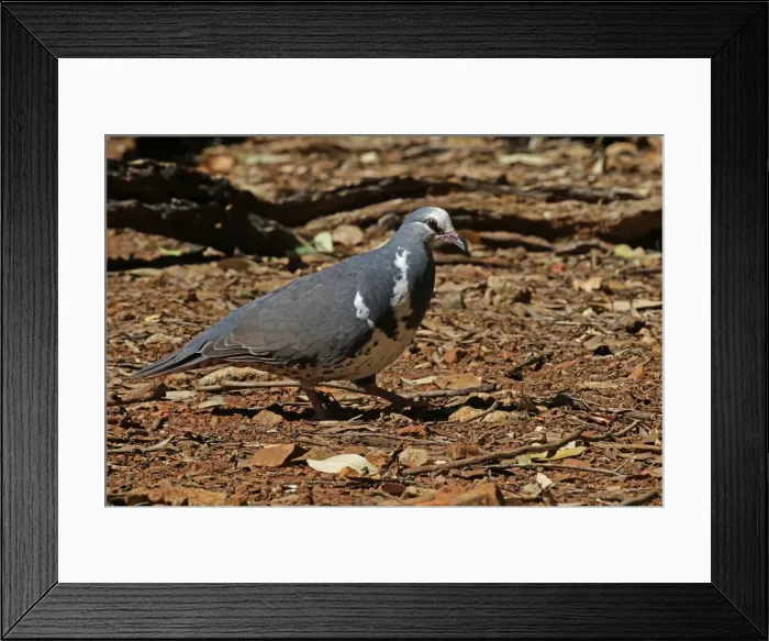 Framed Print : Picture No. 12019954 Framed Print : Picture No. 12019954