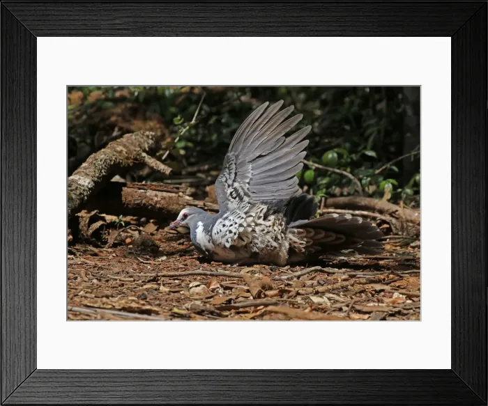 Framed Print : Picture No. 12019956 Framed Print : Picture No. 12019956