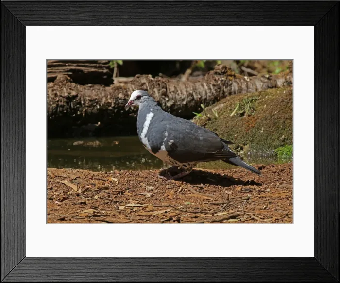 Framed Print : Picture No. 12019957 Framed Print : Picture No. 12019957