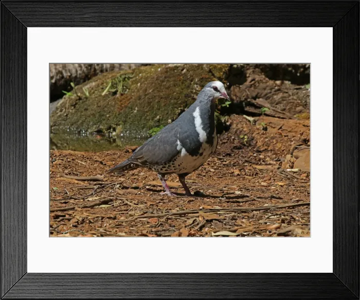 Framed Print : Picture No. 12019958 Framed Print : Picture No. 12019958