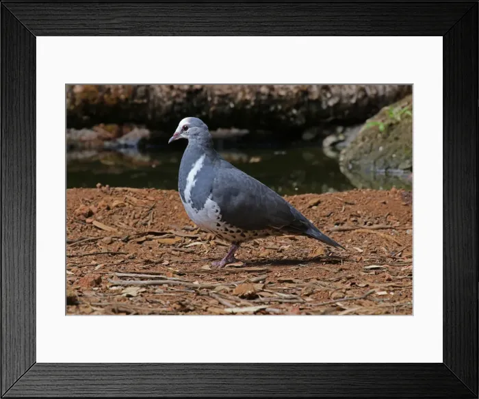 Framed Print : Picture No. 12019959 Framed Print : Picture No. 12019959