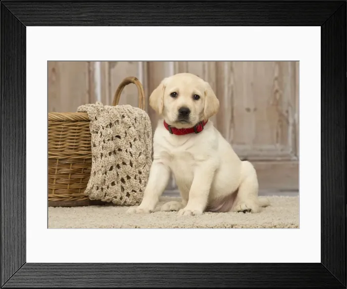 Framed Print : Picture No. 12019027 Framed Print : Picture No. 12019027