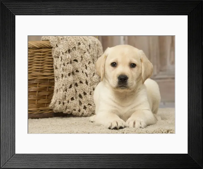 Framed Print : Picture No. 12019028 Framed Print : Picture No. 12019028