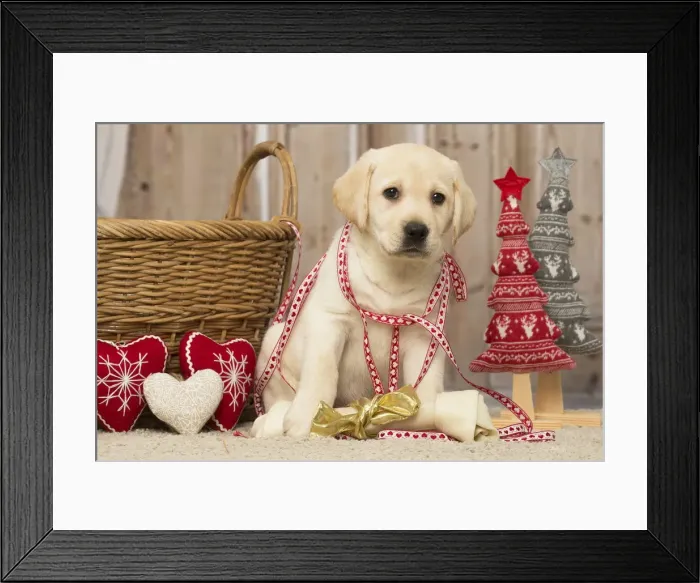 Framed Print : Picture No. 12019029 Framed Print : Picture No. 12019029