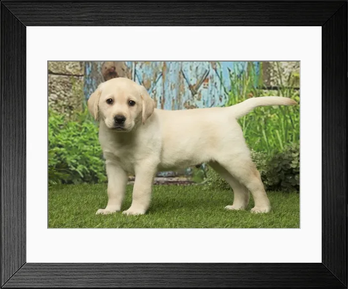 Framed Print : Picture No. 12019035 Framed Print : Picture No. 12019035