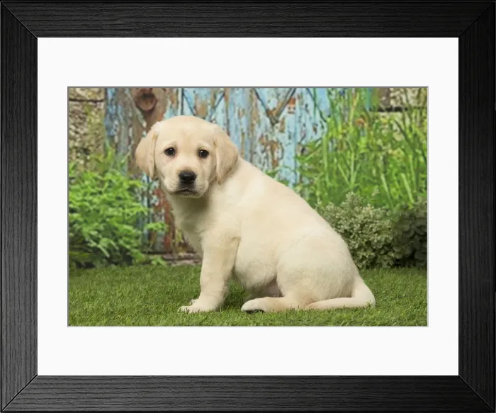 Framed Print : Picture No. 12019036 Framed Print : Picture No. 12019036