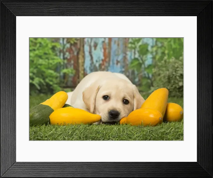 Framed Print : Picture No. 12019038 Framed Print : Picture No. 12019038