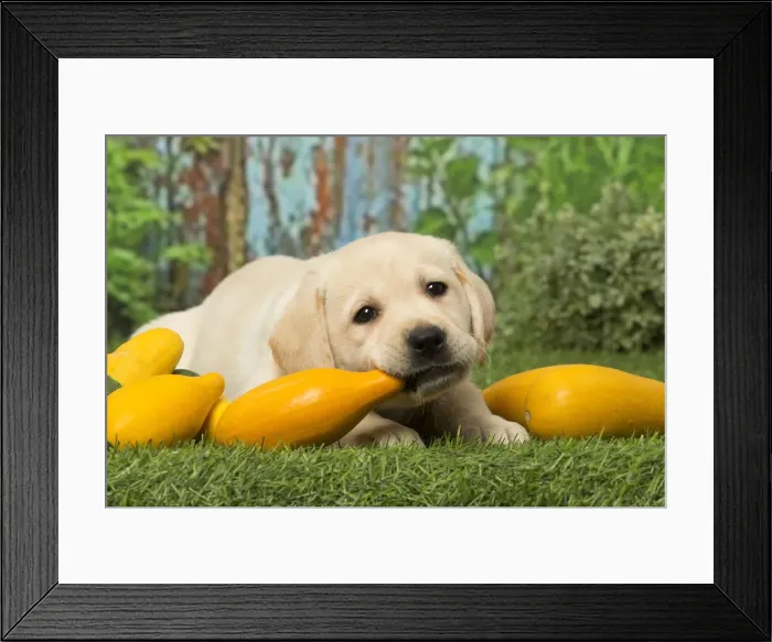 Framed Print : Picture No. 12019039 Framed Print : Picture No. 12019039