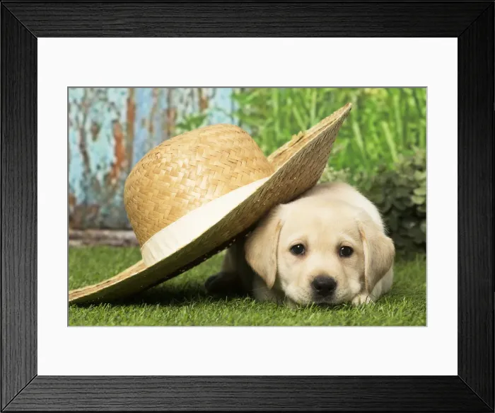Framed Print : Picture No. 12019040 Framed Print : Picture No. 12019040