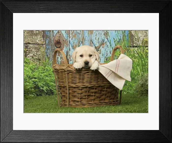 Framed Print : Picture No. 12019045 Framed Print : Picture No. 12019045