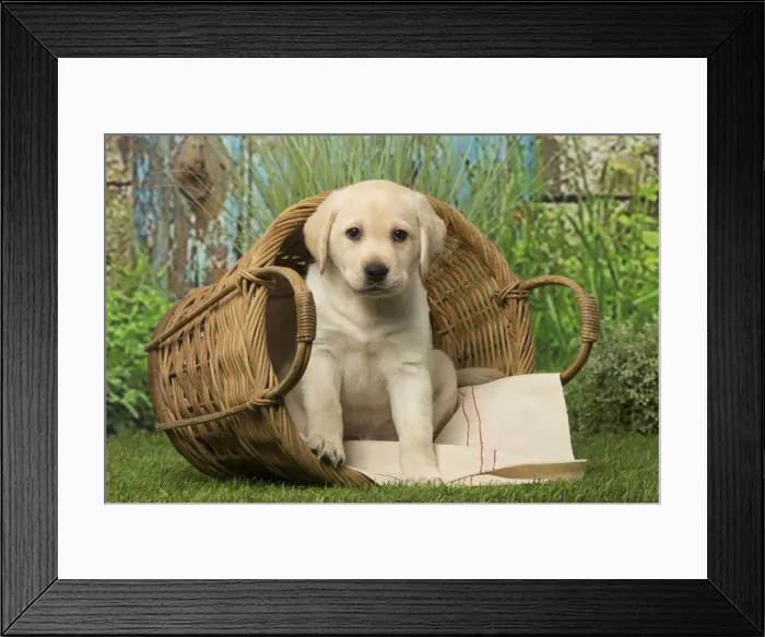 Framed Print : Picture No. 12019046 Framed Print : Picture No. 12019046