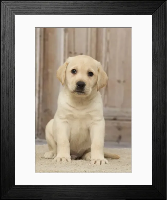 Framed Print : Picture No. 12019047 Framed Print : Picture No. 12019047