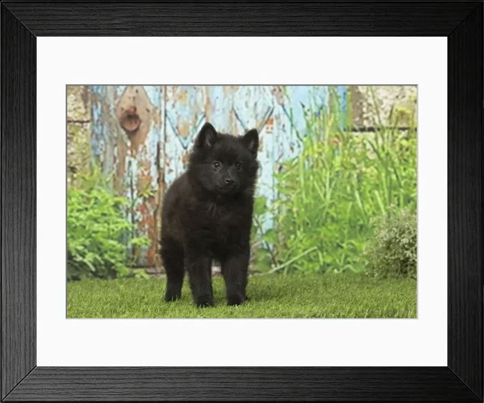 Framed Print : Picture No. 12019049 Framed Print : Picture No. 12019049