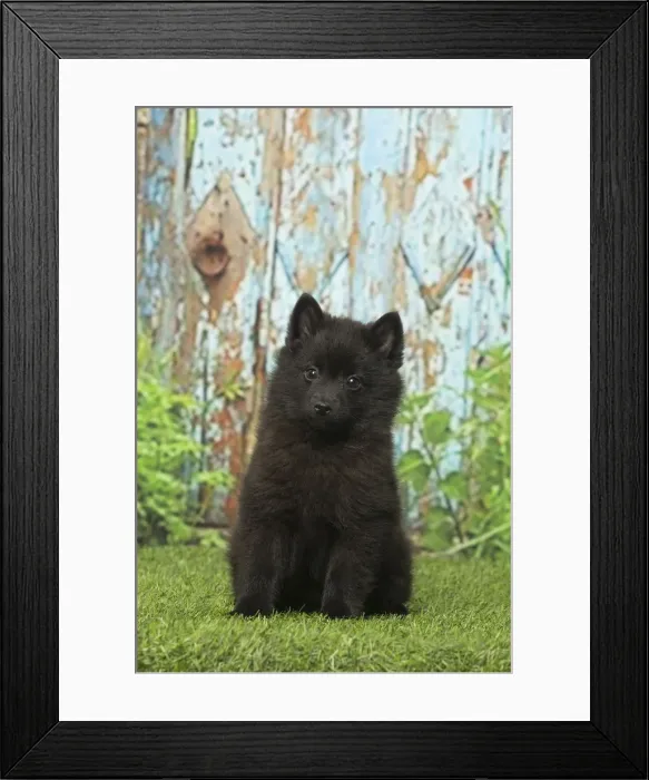 Framed Print : Picture No. 12019051 Framed Print : Picture No. 12019051